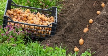 Посадка картофеля мотоблоком